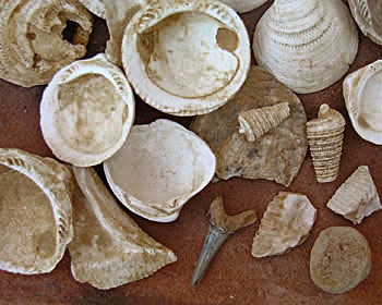 gefundene Fossilien